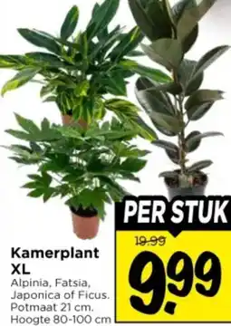 Vomar Voordeelmarkt Kamerplant XL aanbieding