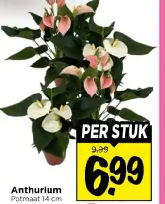 Vomar Voordeelmarkt Anthurium aanbieding