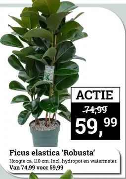 Tuincentrum Osdorp Ficus elastica 'Robusta' aanbieding
