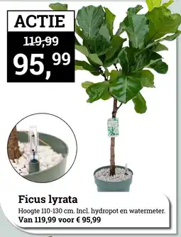Tuincentrum Osdorp Ficus lyrata aanbieding