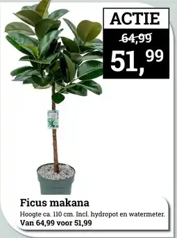 Tuincentrum Osdorp Ficus makana aanbieding
