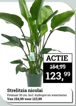 Tuincentrum Osdorp Strelitzia nicolai aanbieding