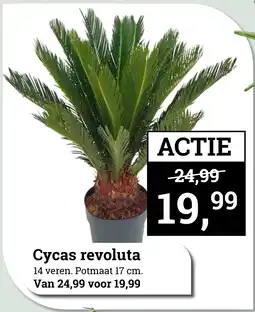 Tuincentrum Osdorp Cycas revoluta aanbieding