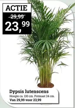 Tuincentrum Osdorp Dypsis lutenscens aanbieding