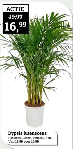 Tuincentrum Osdorp Dypsis lutenscens aanbieding