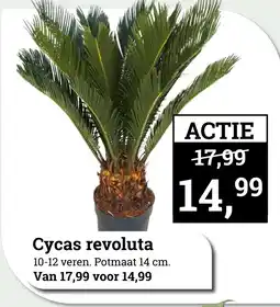 Tuincentrum Osdorp Cycas revoluta aanbieding