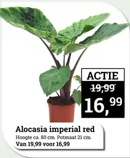 Tuincentrum Osdorp Alocasia imperial red aanbieding
