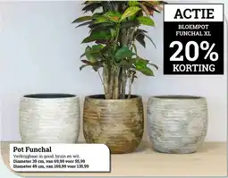 Tuincentrum Osdorp Pot Funchal aanbieding
