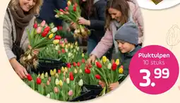 Coppelmans Pluktulpen aanbieding