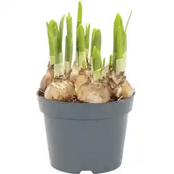 Albert Heijn AH Narcis tete a tete p12 aanbieding