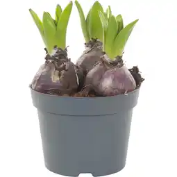 Albert Heijn AH Hyacint 3 pit aanbieding