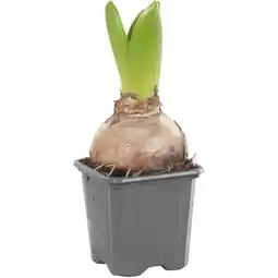 Albert Heijn AH Hyacint 1pit p7 aanbieding