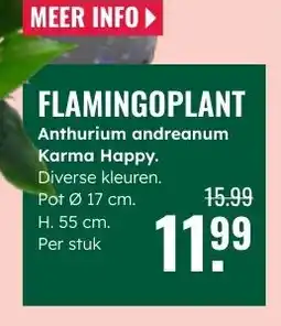 GroenRijk Flamingoplant aanbieding