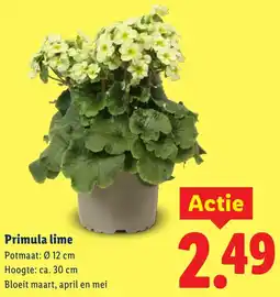 Lidl Primula Lime aanbieding
