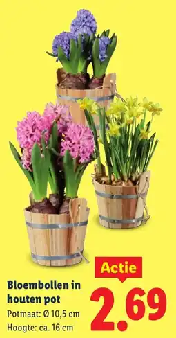 Lidl Bloembollen in Houten Pot aanbieding