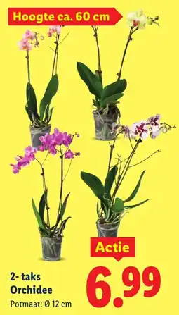 Lidl 2 Taks Orchidee aanbieding
