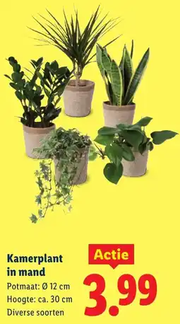 Lidl Kamerplant in mand aanbieding