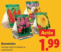 Lidl Bloembollen aanbieding