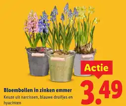 Lidl Bloembollen in zinken emmer aanbieding