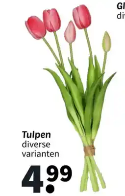 Wibra Tulpen aanbieding