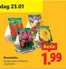 Lidl Bloembollen aanbieding