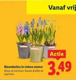 Lidl Bloembollen in zinken emmer aanbieding