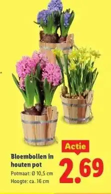 Lidl Bloembollen in houten pot aanbieding