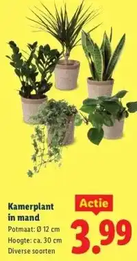 Lidl Kamerplant in mand aanbieding