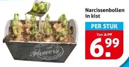 Hoogvliet Narcissenbollen in kist aanbieding