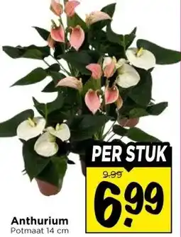 Vomar Voordeelmarkt Anthurium aanbieding