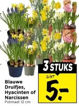Vomar Voordeelmarkt Blauwe Druifjes, Hyacinten of Narcissen aanbieding