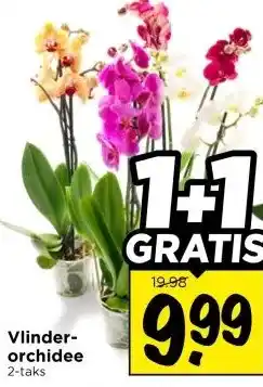 Vomar Voordeelmarkt Vlinder- orchidee aanbieding
