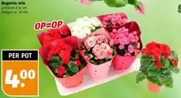 Poiesz Begonia mix aanbieding