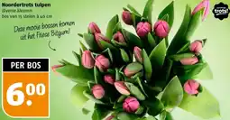 Poiesz Noordertrots tulpen aanbieding