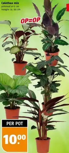 Poiesz Calathea mix aanbieding