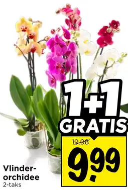 Vomar Voordeelmarkt Vlinder- orchidee aanbieding