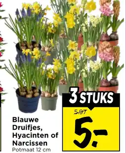 Vomar Voordeelmarkt Blauwe Druifjes, Hyacinten of Narcissen aanbieding