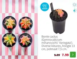 Intratuin Bonte cactus aanbieding
