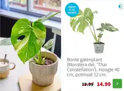 Intratuin Bonte gatenplant aanbieding