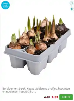 Intratuin Bolbloemen aanbieding
