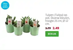 Intratuin Tulpen (Tulipa) op pot aanbieding