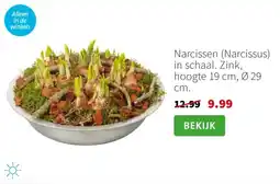 Intratuin Narcissen aanbieding