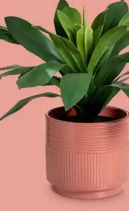 Xenos Kunstplanten aanbieding