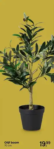 Xenos Olijf boom aanbieding