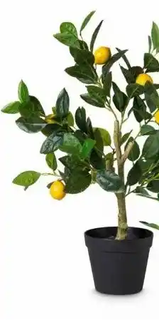 Xenos Citroen boom aanbieding