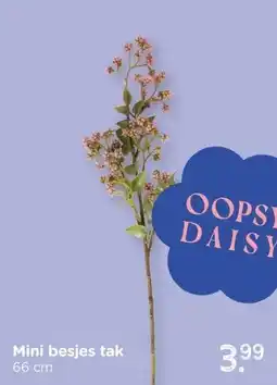 Xenos Mini besjes tak aanbieding