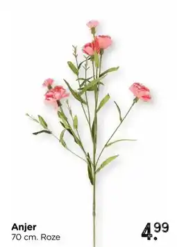 Xenos Anjer aanbieding