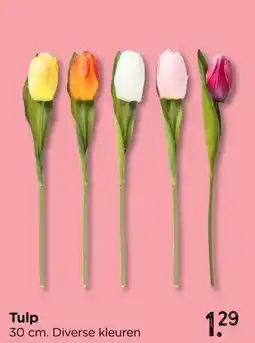 Xenos Tulp aanbieding