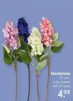 Xenos Hortensia aanbieding