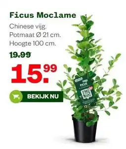 Welkoop Ficus Moclame aanbieding